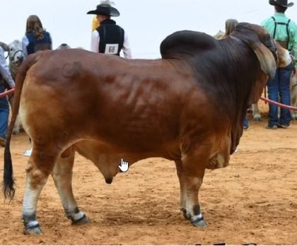 68665 - LB MR CR CLANCY MANSO 213 - 5 (Brahman Rojo)