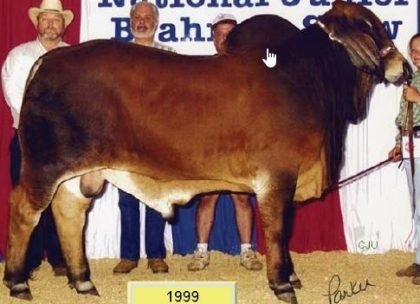 68692 - MR JY JIMMIE 638 - 9 (Brahman Rojo)