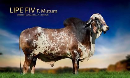 8942 - LIPE FIV F. MUTUM (Gyr) - (Original)