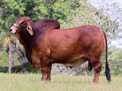 AY JUDEA RED DOMITILO 09-142 (Brahman Rojo)-Principal