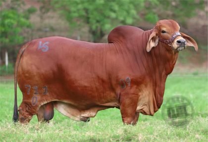 EL CANEY AARON T.E. 711-0 (Brahman Rojo)-Principal