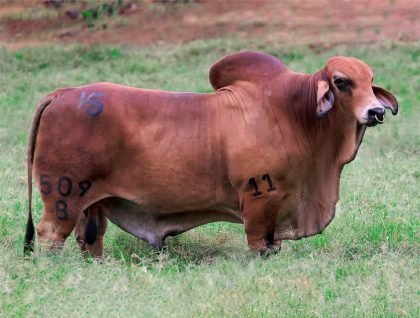 EL CANEY BOHEMIO 509-8 (Brahman Rojo)-Principal