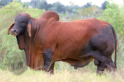 LA TRINIDAD ZEUS T.E. 001-56 (Brahman Rojo)-Principal