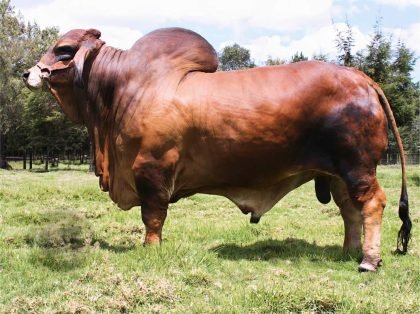 MONTERREY TANQUE TRUENO T.E. 972-8 (Brahman Rojo)-Principal