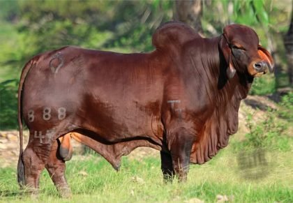 MONTERREY TRUENO COMANDO 888-47 (Brahman Rojo)-Principal