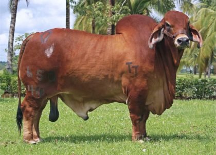 MONTERREY TRUENO MONARCA 650-44 (Brahman Rojo)-Principal