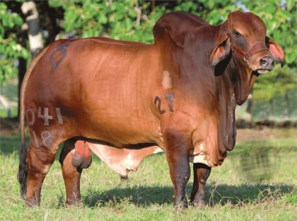 MONTERREY WINCHESTER ROLO 041-18 (Brahman Rojo)-Principal