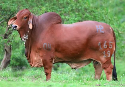 PONDEROSA KASSIO 165-19 T.E. (Brahman Rojo)-Principal