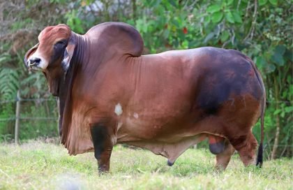 PONDEROSA SULTAN 131-18 (Brahman Rojo)-Principal