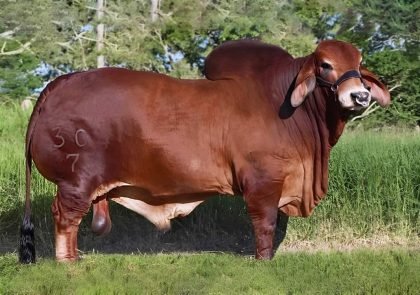 RD VENDAVAL 304-73 TE (Brahman Rojo)-Principal