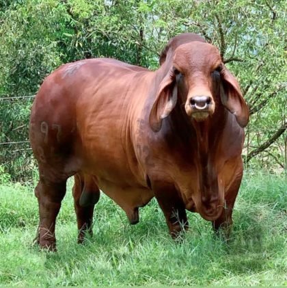 SAN JULIAN TRUENO LUCIO TE 597-86 (Brahman Rojo)-Principal