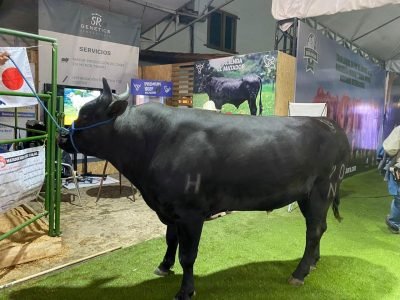 Toro Wagyu