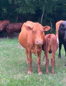 Vaca Senepol
