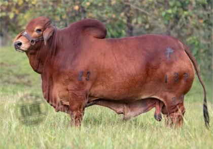 YUCATAN PASCUAL 35-483 127-39 (Brahman Rojo)-Principal